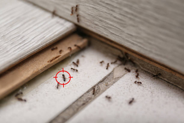 Best Affordable Pest Control Services  in Hudson, WI