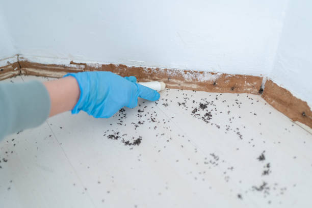 Best Wasp Removal Services  in Hudson, WI